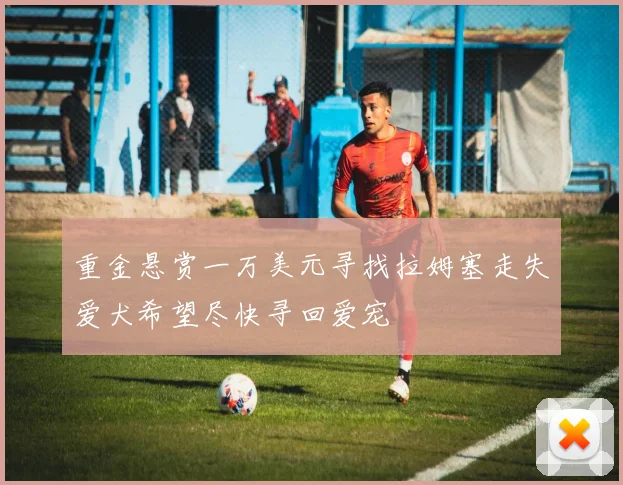 重金悬赏一万美元寻找拉姆塞走失爱犬希望尽快寻回爱宠